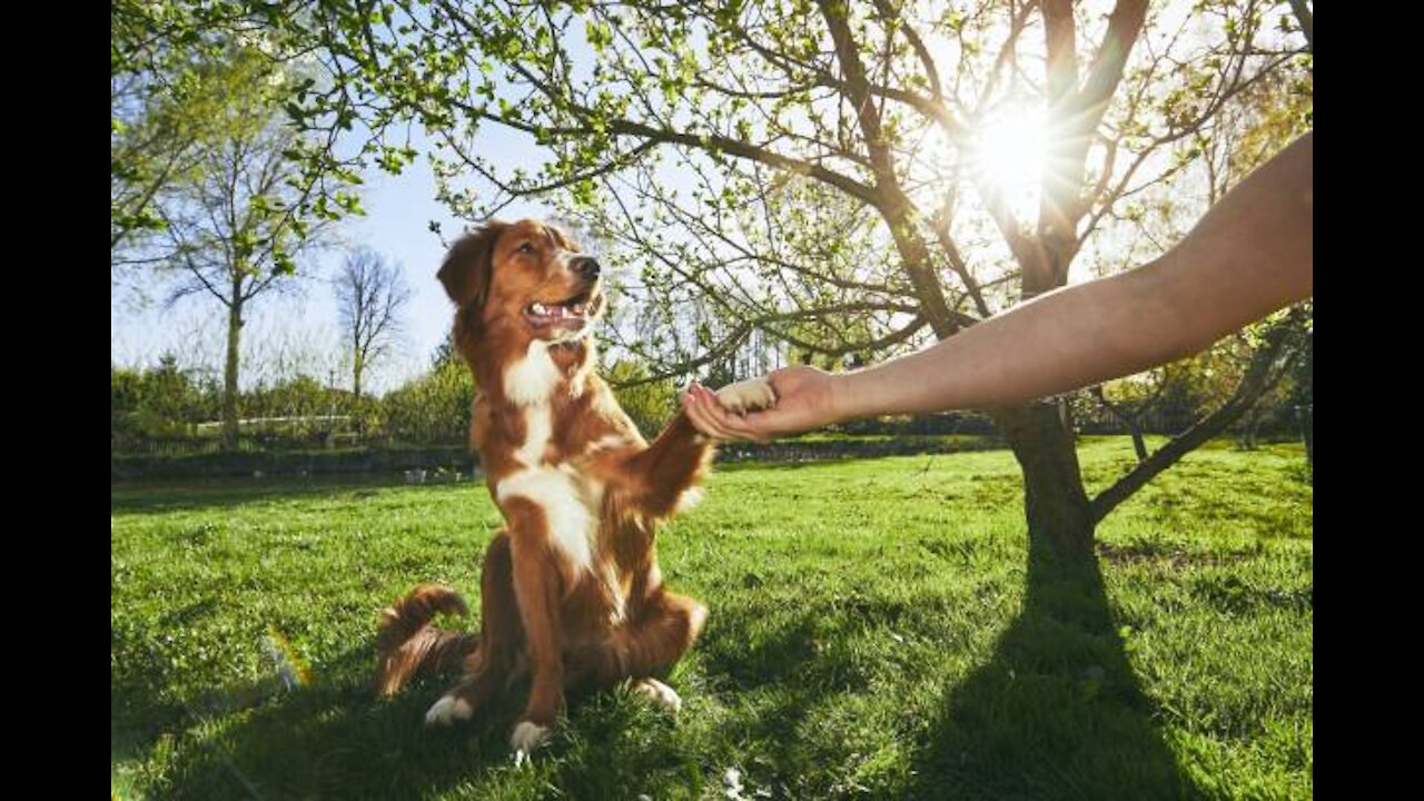 Extremely best and reactive pitbull + Leash reactive dog trainings