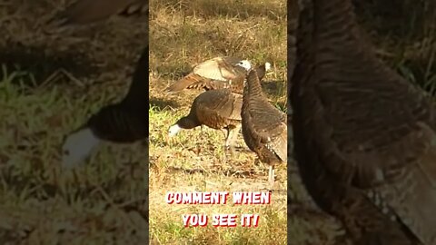 Only REAL Hunters will see it!