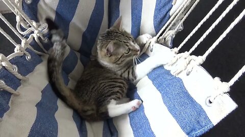Cat Hears Someone at the Door