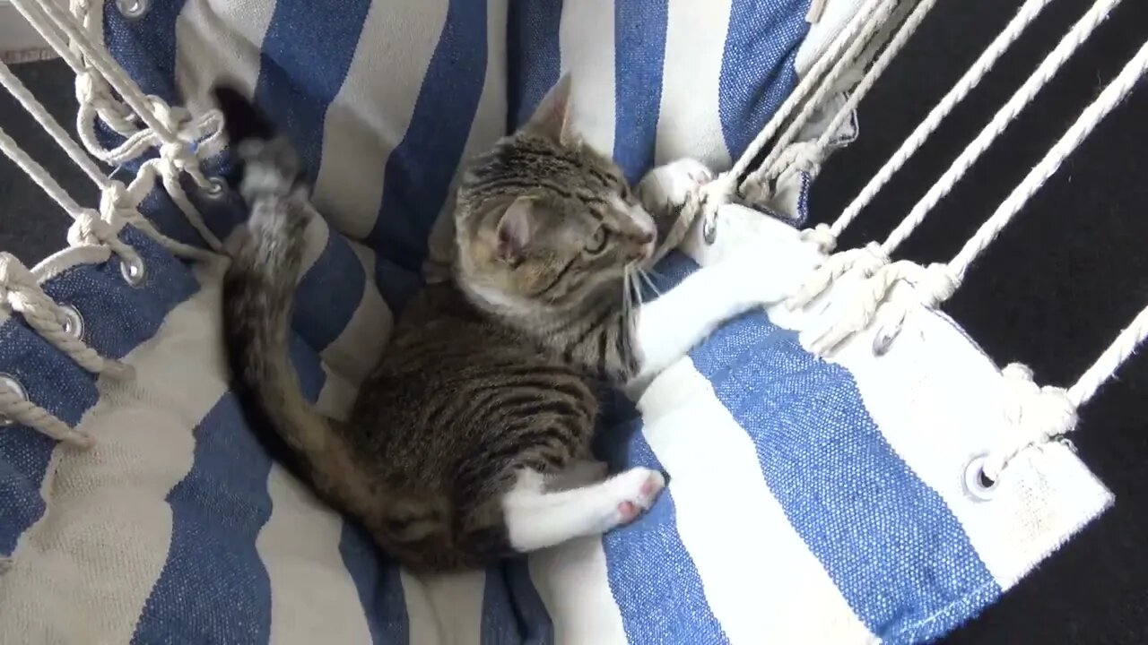 Cat Hears Someone at the Door
