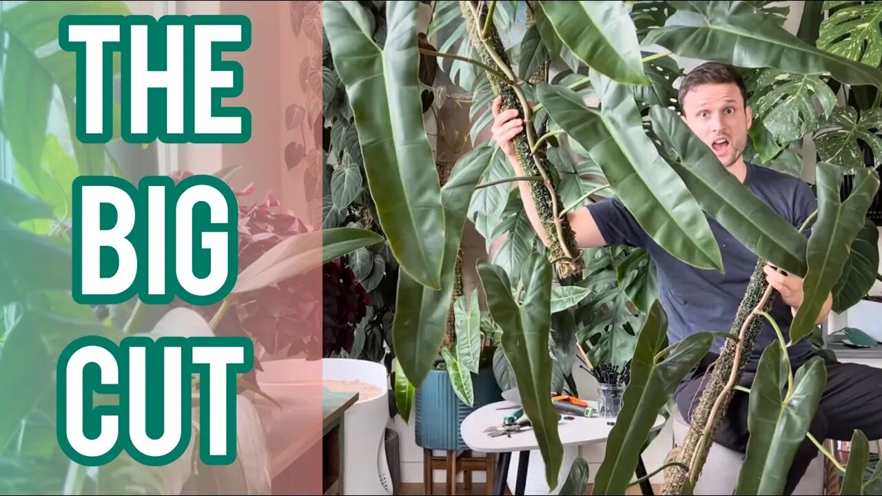 Chop & Extend - cutting my large Philodendron atabapoense in half