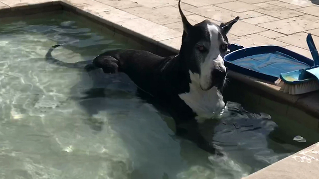 Senior Great Dane Loves Playing in the Pool and Slow Motion Shake