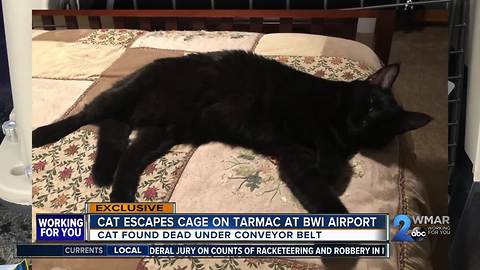 Frantic search for lost cat at BWI Airport after it escapes cage on tarmac