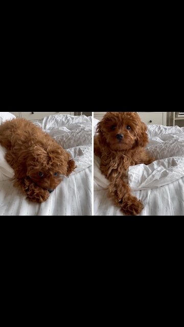 Tired pup suddenly has energy to go to the park