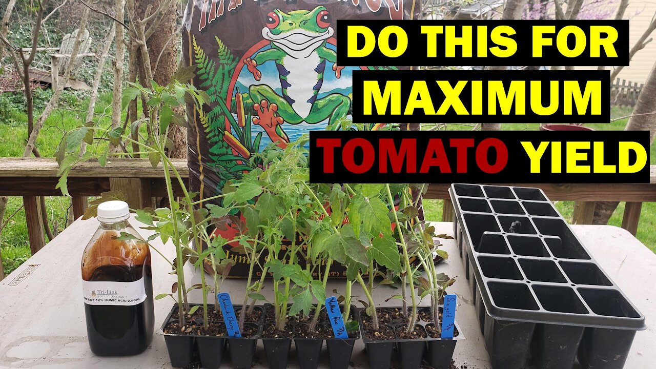 Remember to Do This Mid-Spring Step for Maximum Summer Tomato Yields!