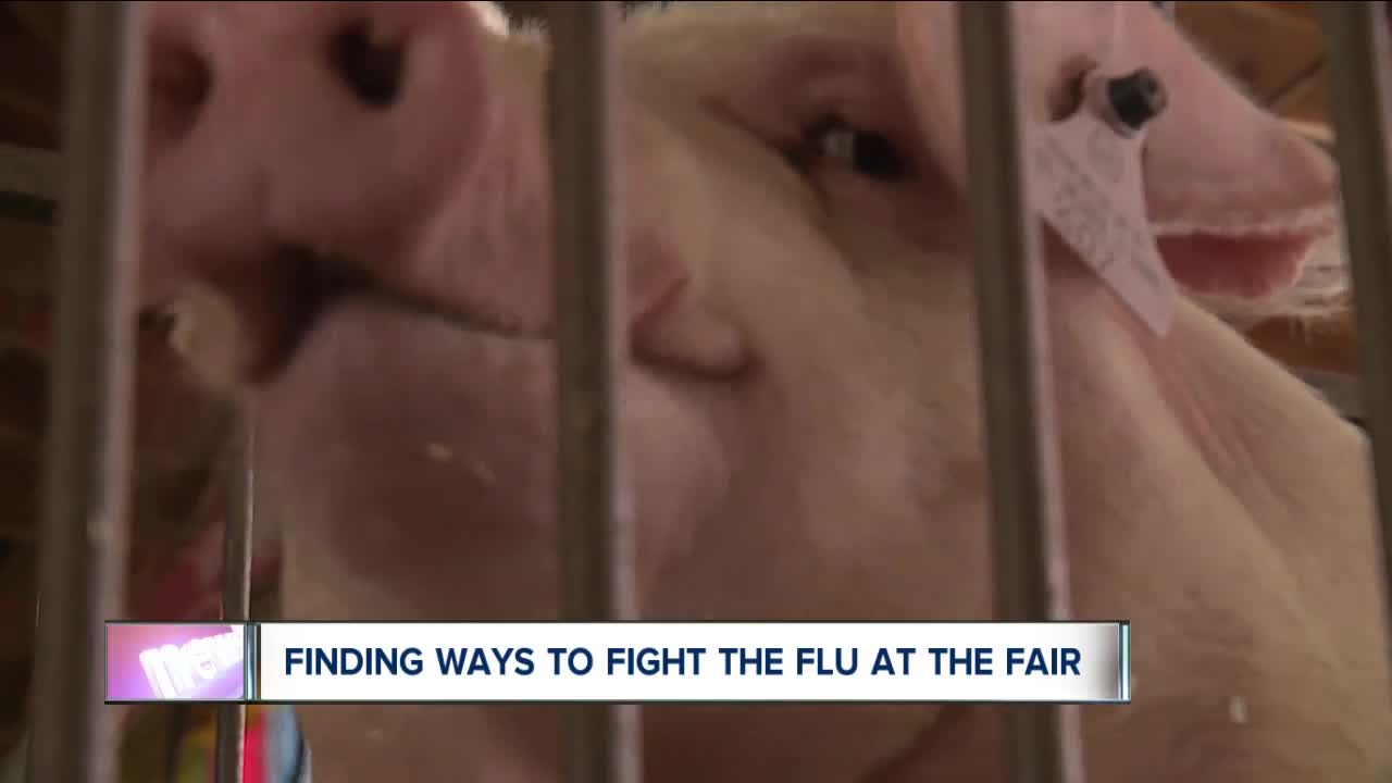Researchers swab pigs' noses to protect humans against flu