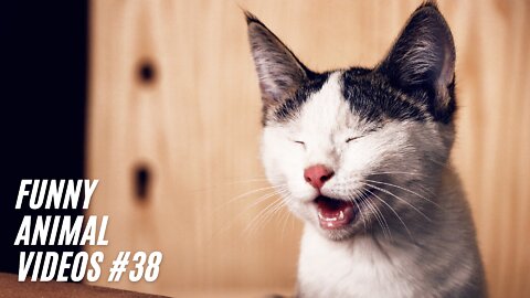 Best of funny and cute Dogs and Cats hilarious videos #38 - Funny Pets Addicted