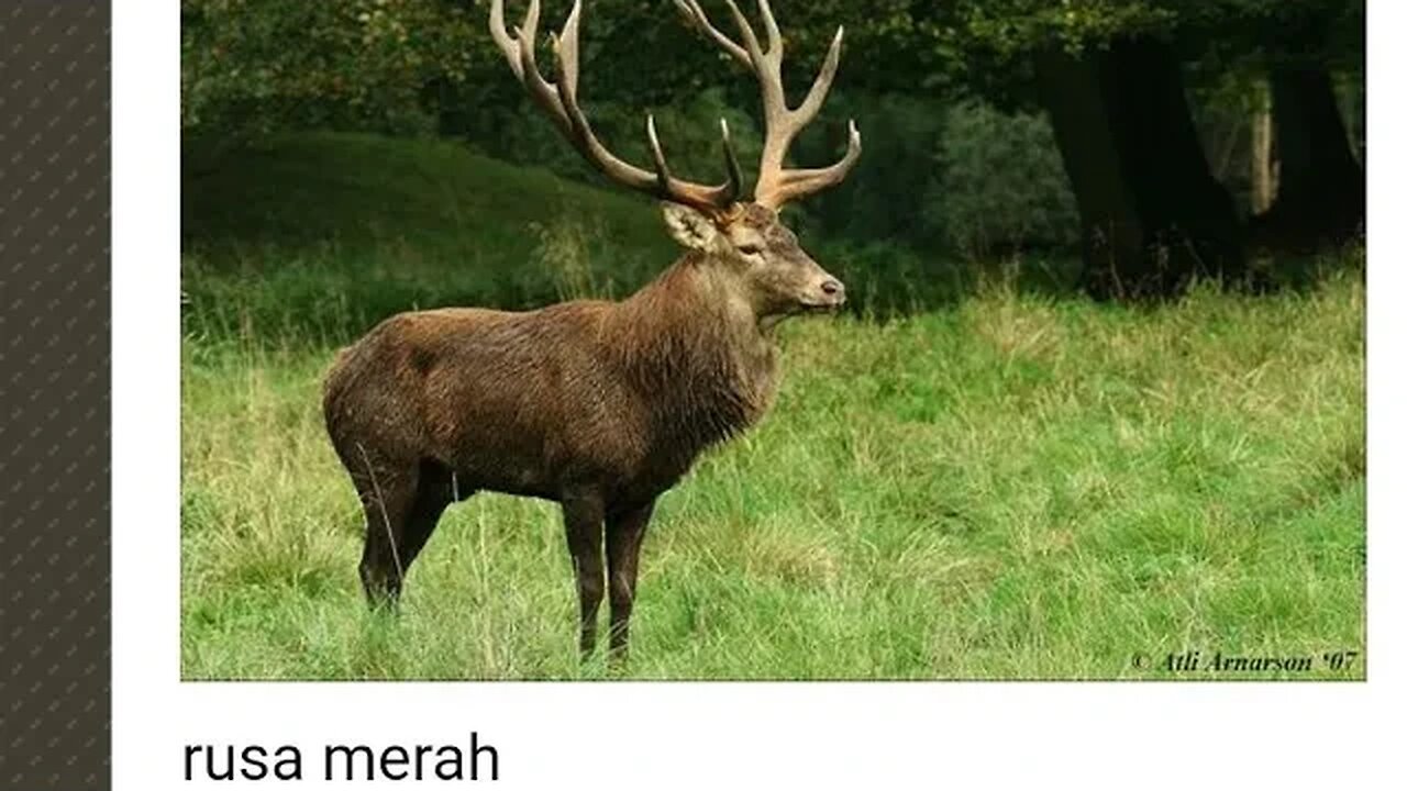 RUSA MERAH