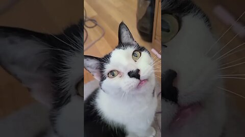 What? I don't know! #cat #cats #funnycats #chattycat #tuxedocat #talkativecat #fyp