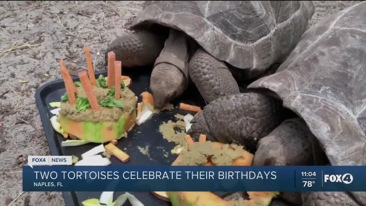 Naples Zoo celebrates tortoise birthday