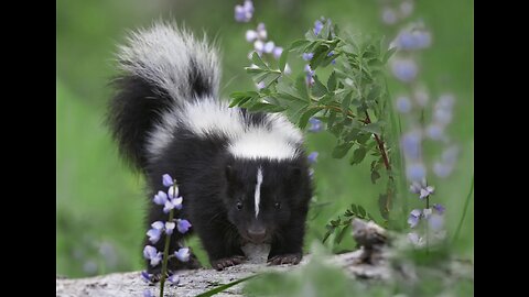 Funny animal video [Cute baby skunk]