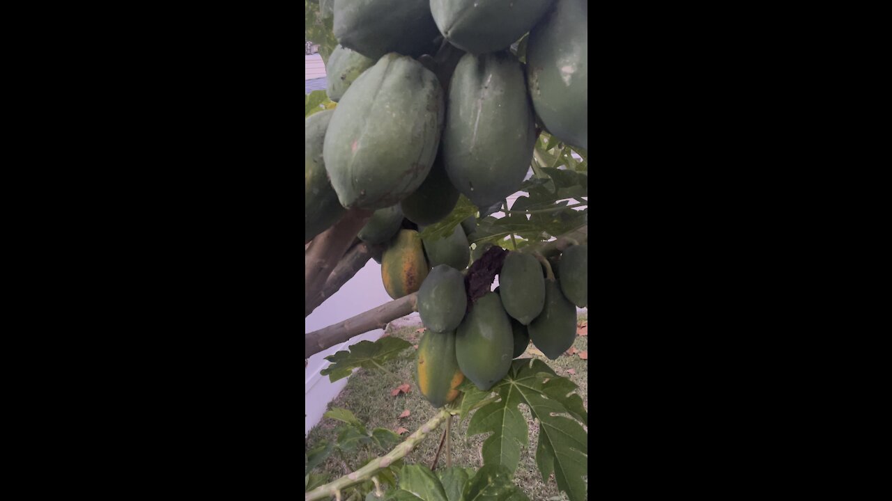 Papaya tree secret