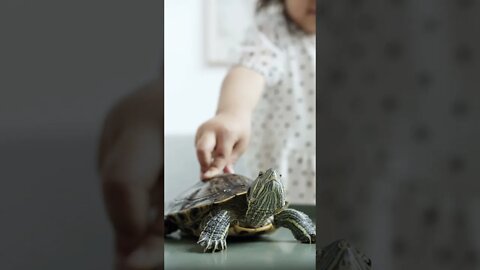 #Shorts #Charming #Turtle #Peace #Love #Care #Reptiles