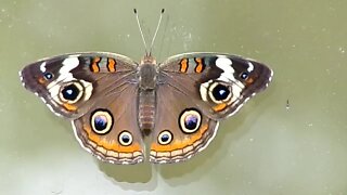 Junonia coenia..Buckeye Butterfly & Caterpillar