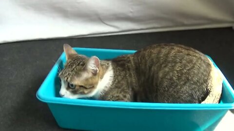 Kitten Jumps Out of the Basin