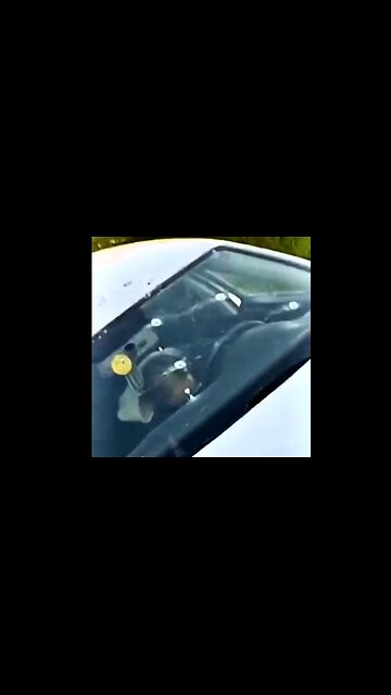 Terrorist Settler Shot Dead In the Head In Ramallah, Palestine