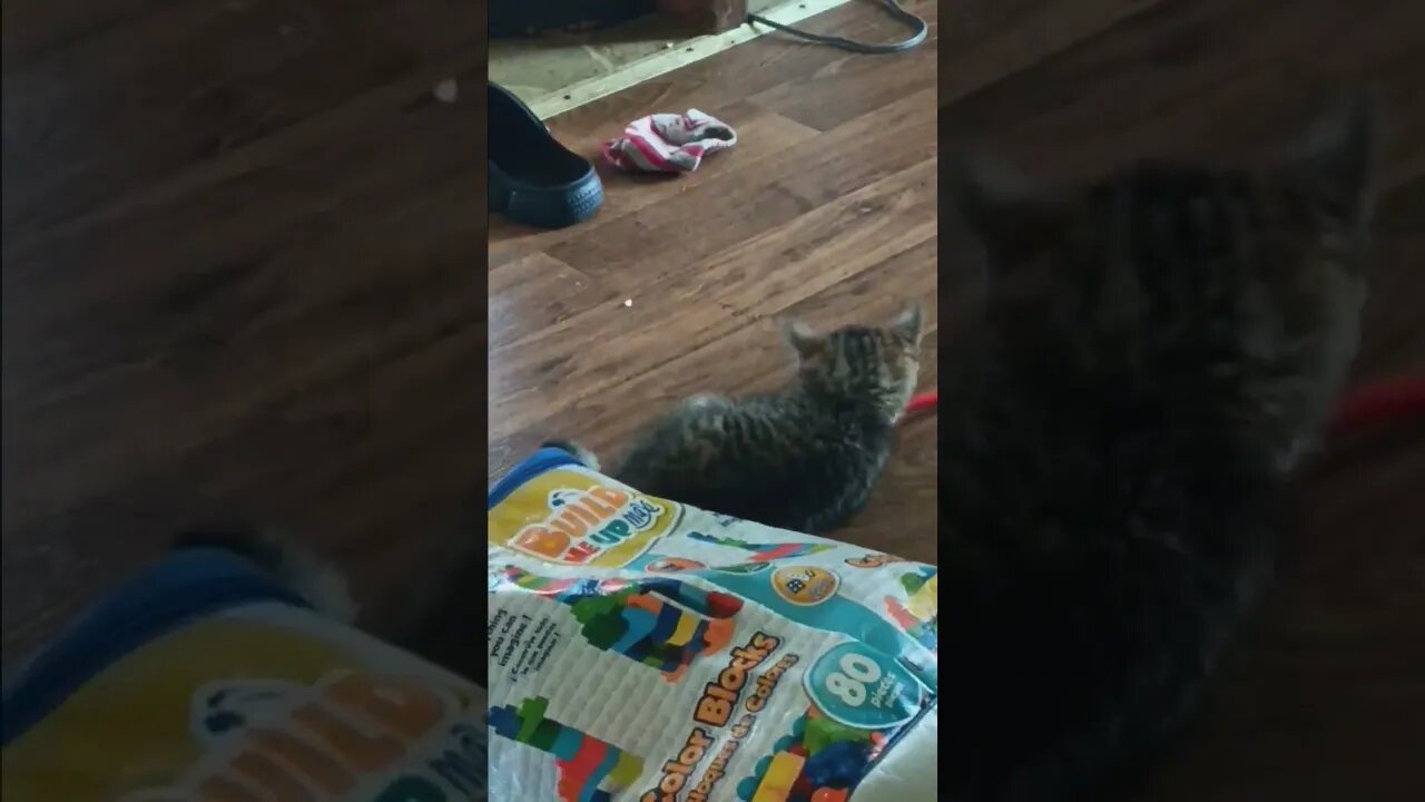 kitten playing with tooth brush