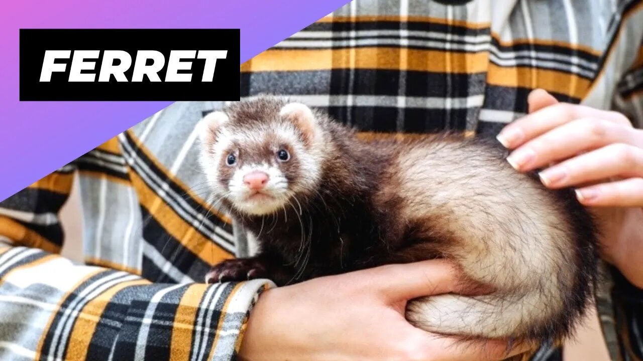 Ferret 🦡 An Alternative Animal To Have As A Pet #shorts