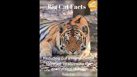 Big Cat Facts #2 Saving Big Cats in the Wild! #bigcatrescue #catvideos #catreels #reels #tiger #cats