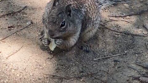 Hungry squirrel/feeding squirrel