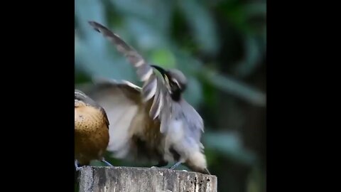 Female Victoria’s riflebird unimpressed by mating dance