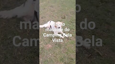 Cabrito e Tendėu no camping Bela Vista #tendeuecoisarada