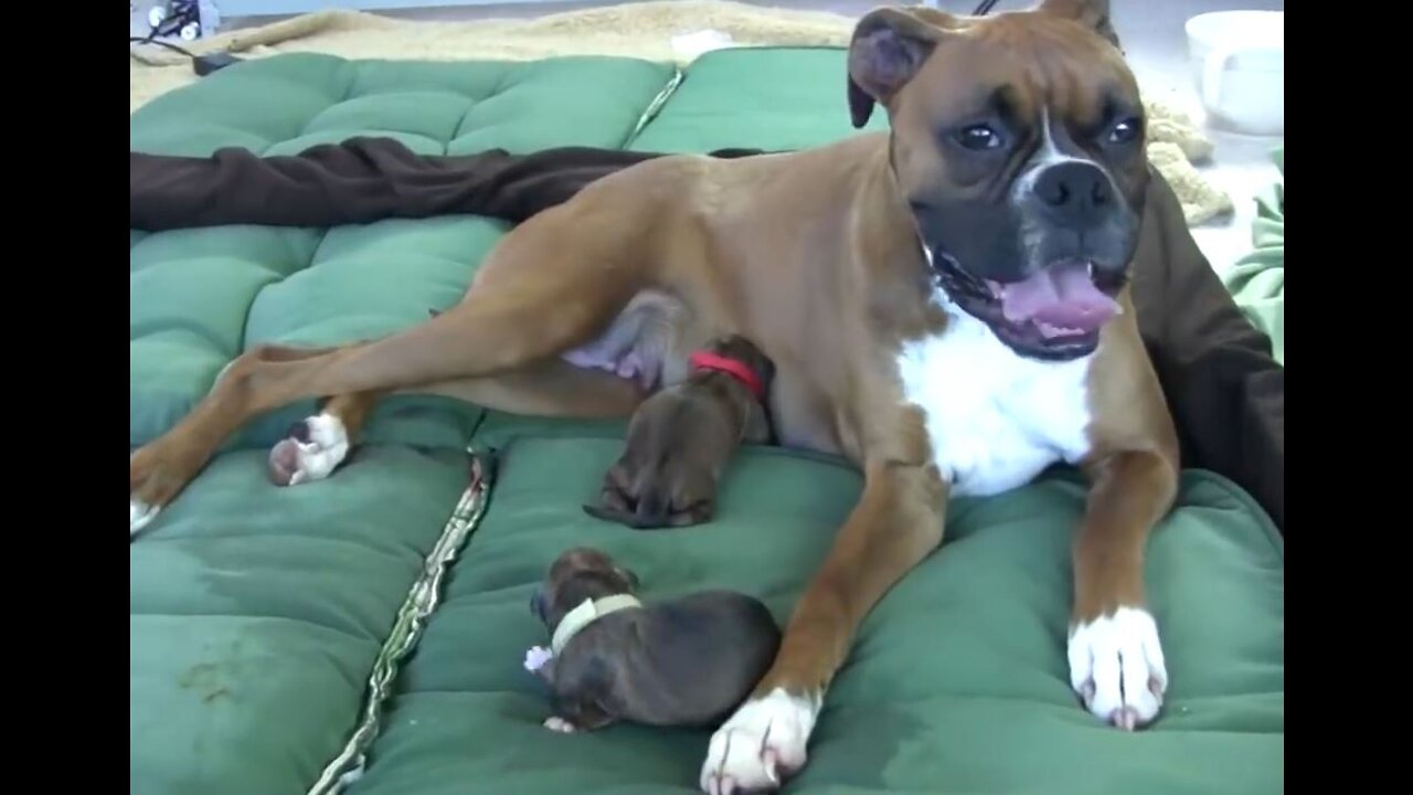 Dog Has Amazing Birth !!