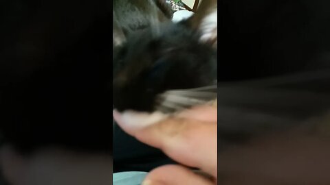 Dose of Kitty #shortsfeed #shortsvideo #youtubeshorts #cat #catvideos #kittycat #kitty