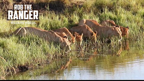 Male Lions Feed As The Pride Drinks | Lalashe Maasai Mara Safari