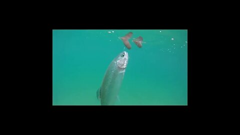 releasing rainbow trout