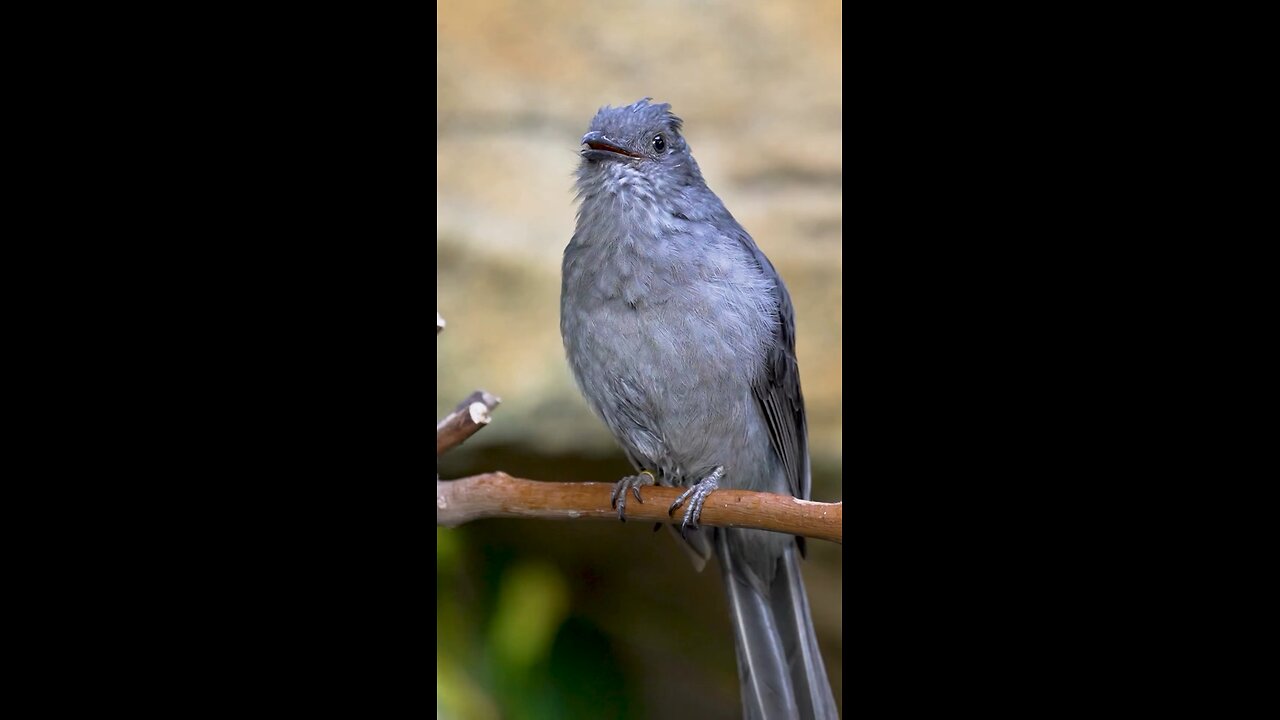 different sound of bird