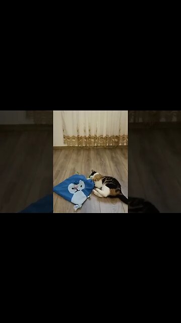 Katzen 🐈 spielen.