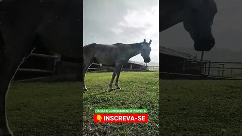 cavalo na chuva, garanhão #shorts #arab #arabe #cavalos #cavalo #haras #roça #animals #bicho #sp