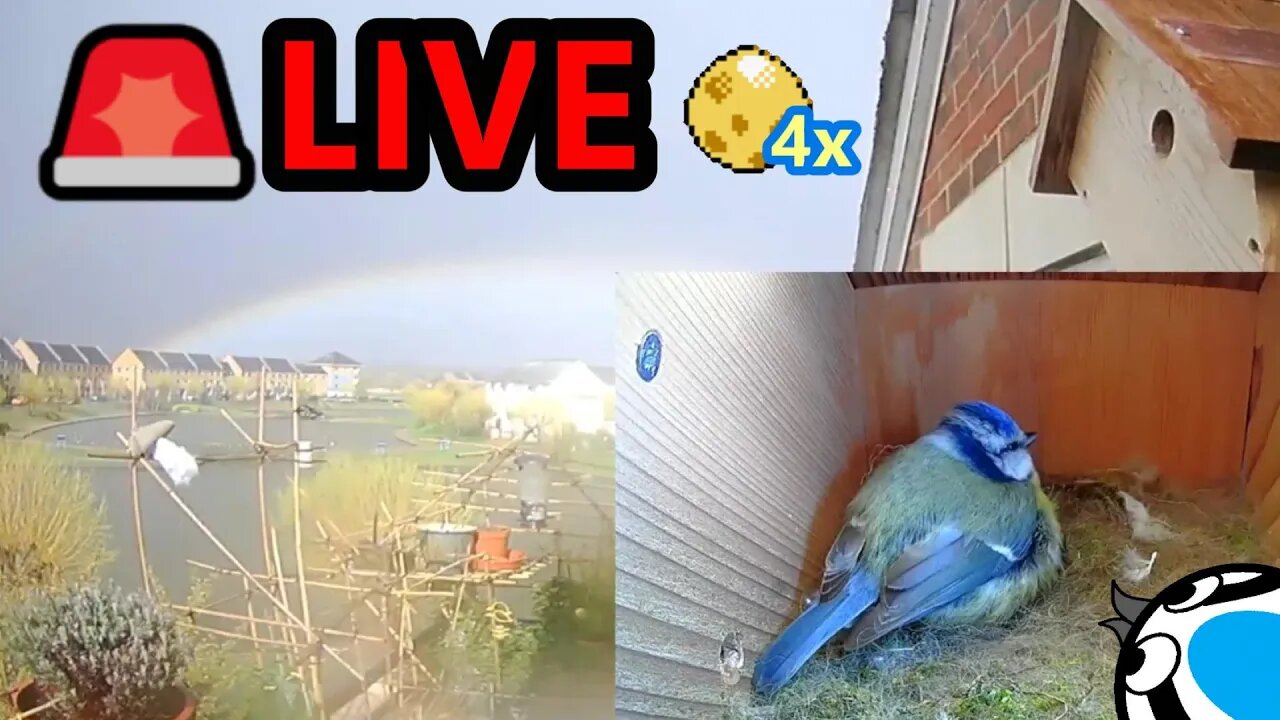 🚨15/04/23(DayPt1)🏴󠁧󠁢󠁥󠁮󠁧󠁿Bird Nest Box Fourth Egg - Suburban Blue Tit Egg Laying Stage