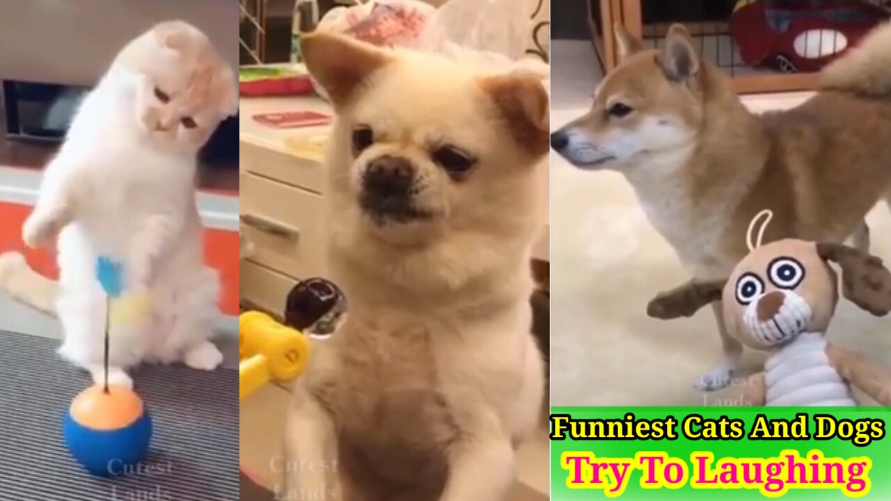 Funny Cats And Dogs Video 🤣 Trying to Laughing 🤣