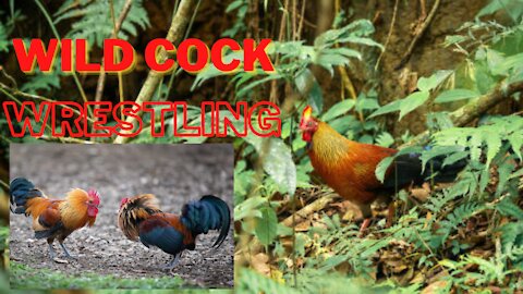 Wild cock Wrestling..