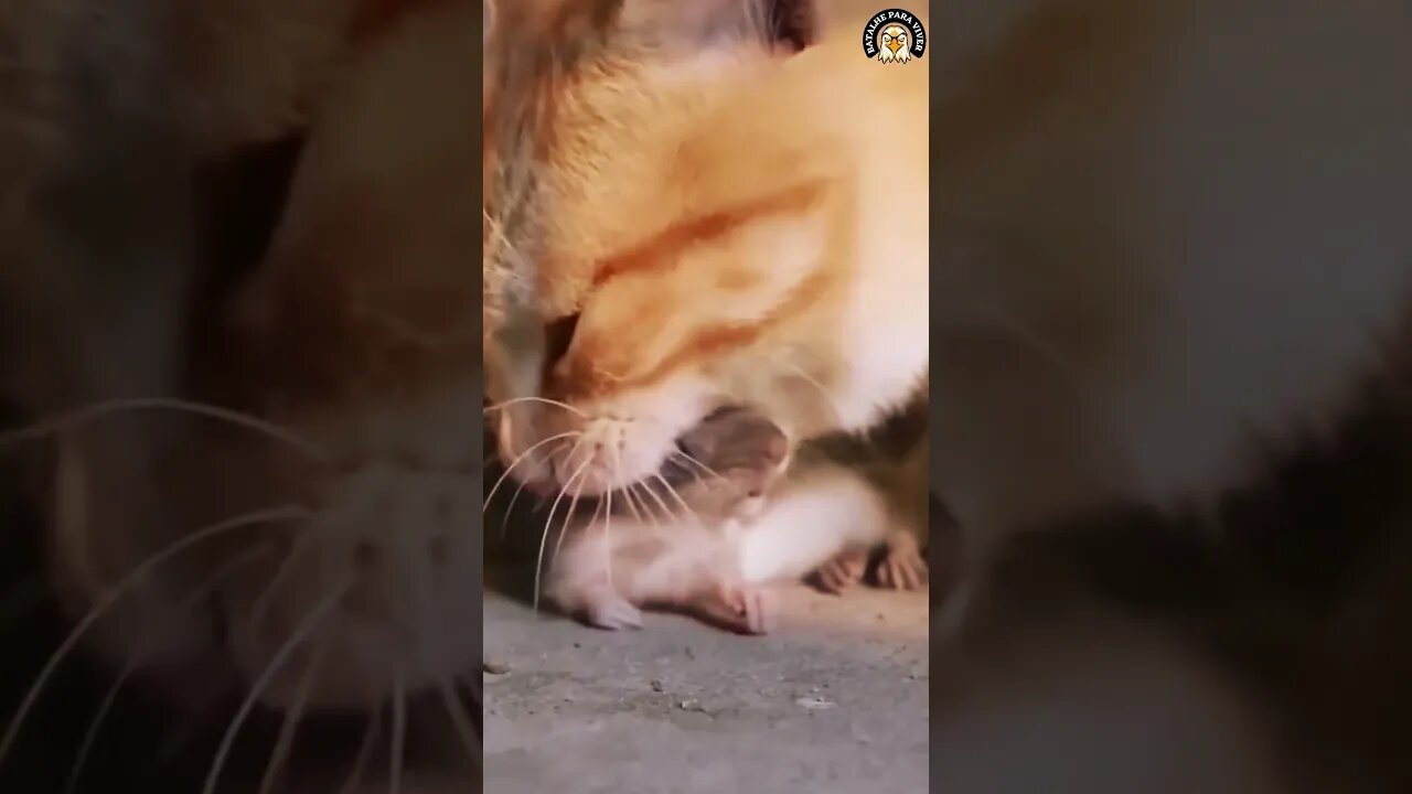 CHEGOU O FIM DE UM RATO