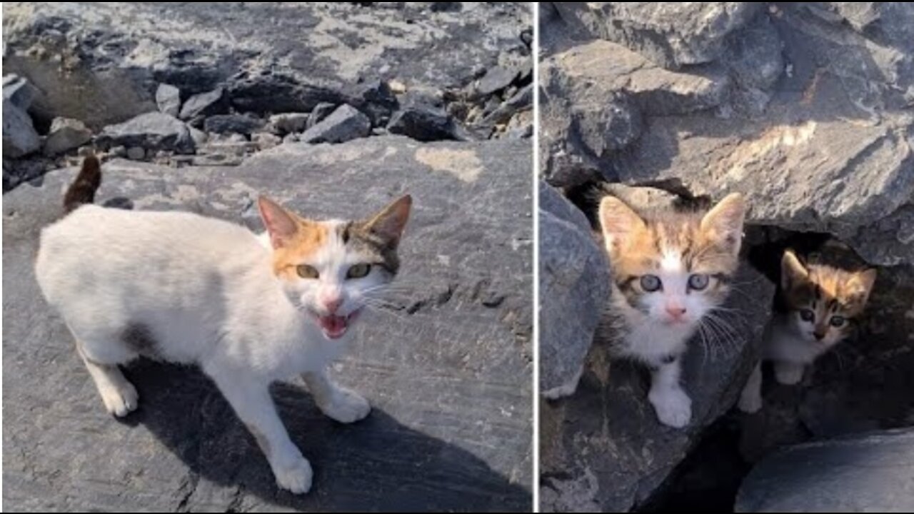 The Mother Cat, who wants to take me to her Kittens, meows a