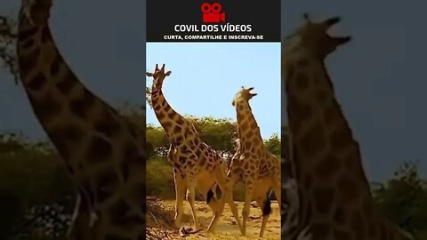 GIRAFAS BATENDO PESCOÇO