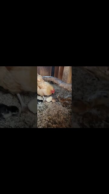 The Cutest Baby Chicks #homesteading #chickens #chickenlife