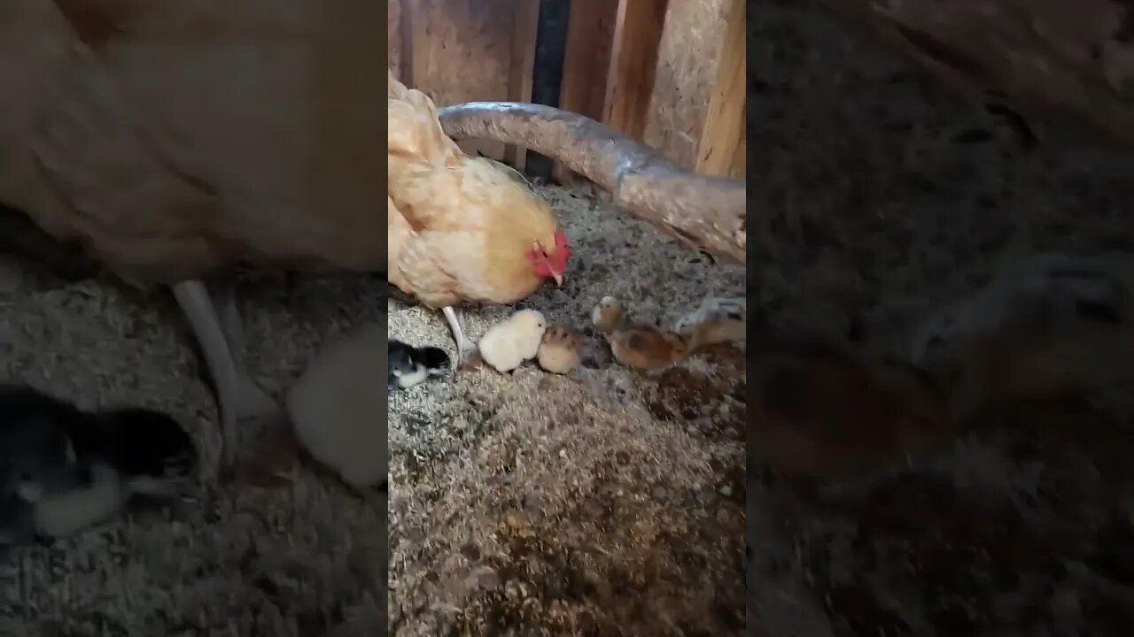 The Cutest Baby Chicks #homesteading #chickens #chickenlife