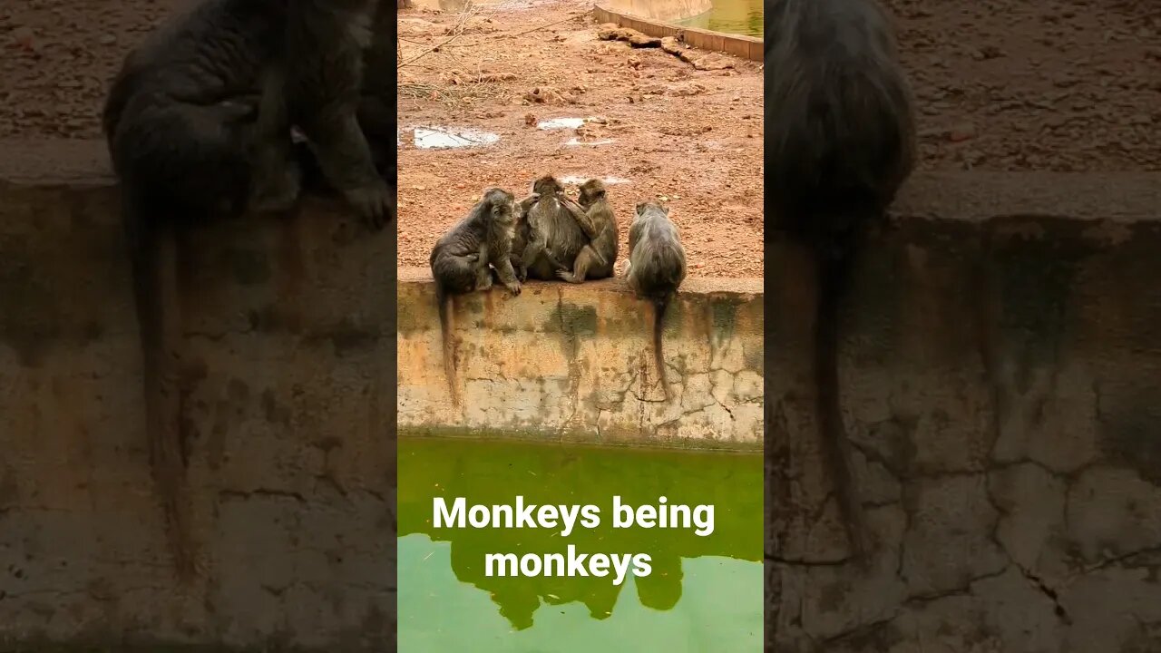 monkeys cleaning #shorts #short #monkey #travel #beautiful #wildlife #cute #omg #traveling #epic