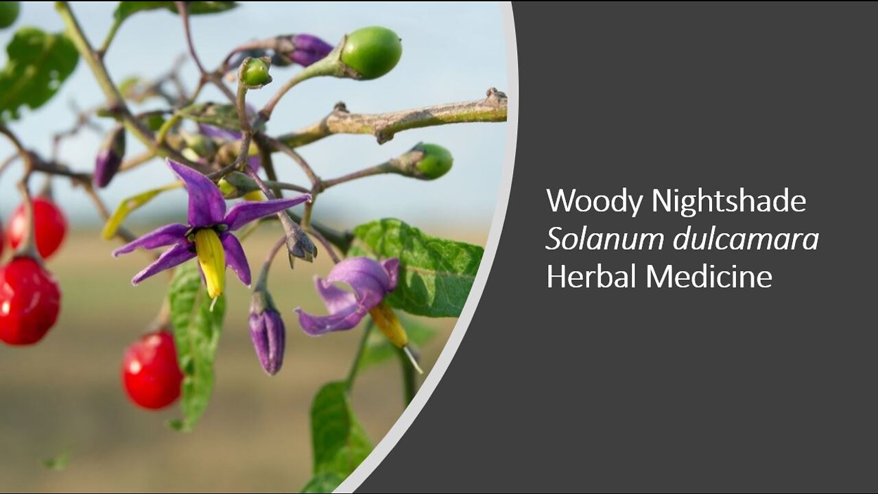 Woody Nightshade Solanum dulcamara Herbal Medicine Benefits