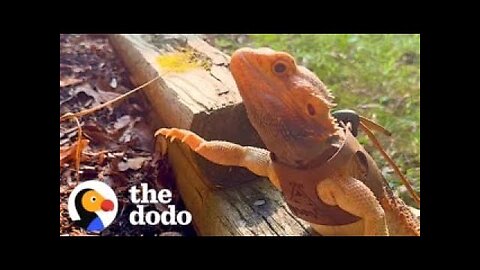 Bearded Dragon Acts Like A Puppy And Begs Mom To Go On Walks With Him