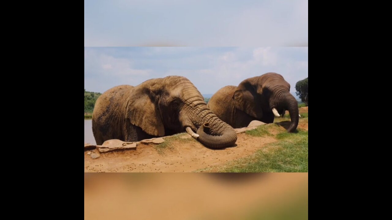 Animal's song😊