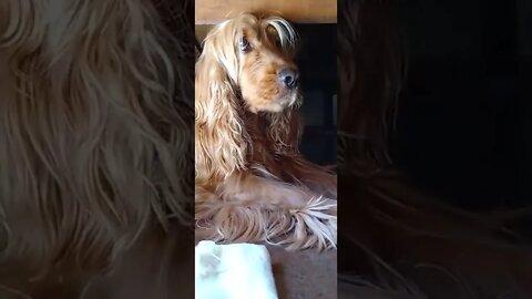 dog , shorts