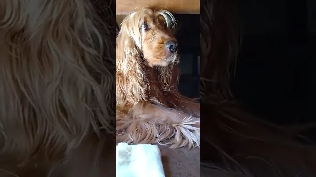 dog , shorts