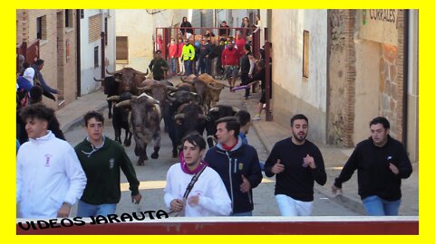 OLVEGA ( SORIA ) MATINAL ENCIERRO DE TOROS ( SABADO 17 SEPTIEMBRE 2022 ) TOROPASION