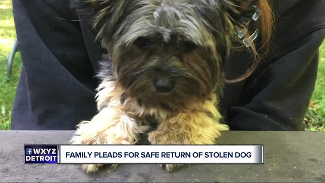 Family puppy stolen near LCA