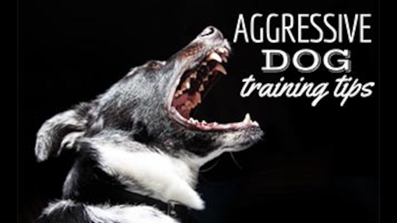 How to make dog aggressive with few tips.